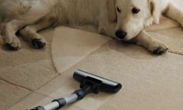 Pet Stain Removal Carpet Cleaning Experts