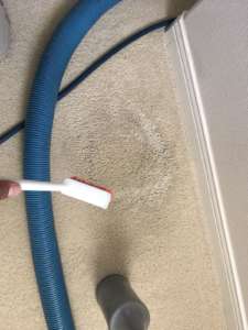 pet stain carpet cleaner